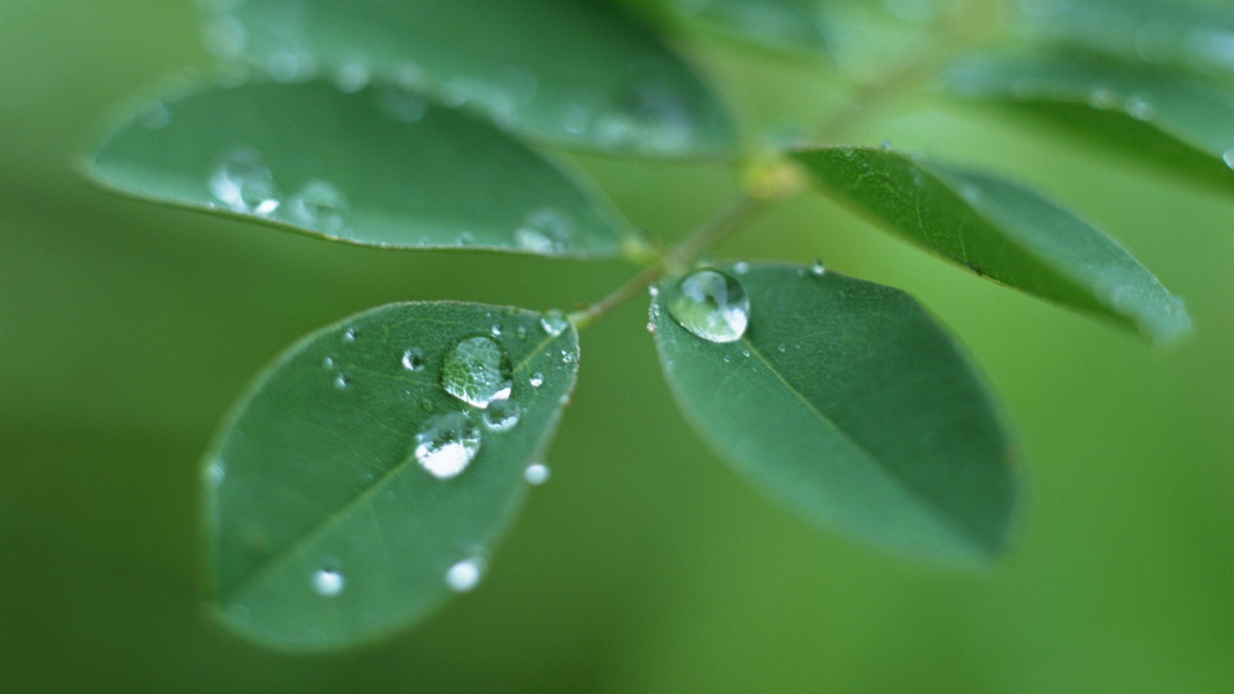 Green leaf with water droplets HD wallpapers #12 - 1366x768