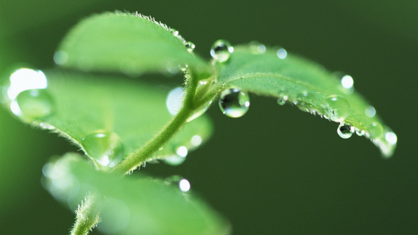 Green leaf with water droplets HD wallpapers #13 - 1366x768