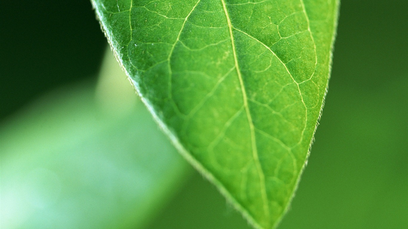 Green leaf with water droplets HD wallpapers #14 - 1366x768