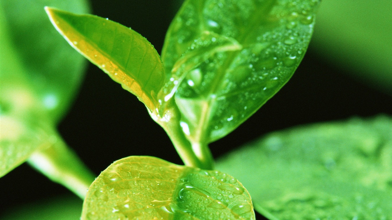 Green leaf with water droplets HD wallpapers #15 - 1366x768