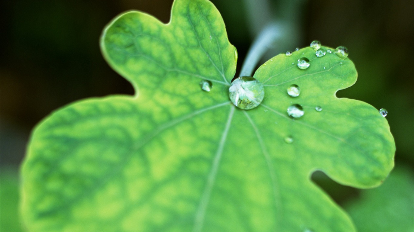 Green leaf with water droplets HD wallpapers #16 - 1366x768