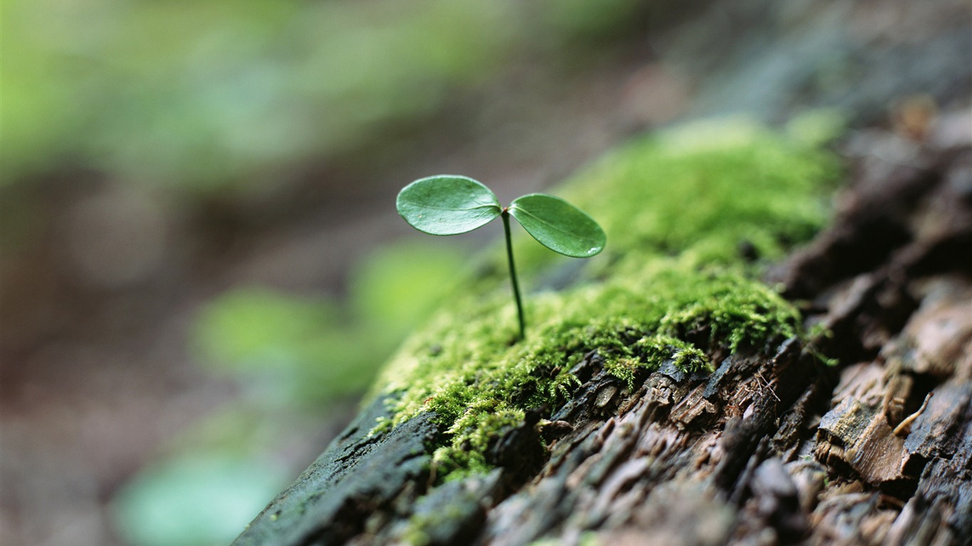 The fresh green shoots close-up wallpaper #4 - 1366x768