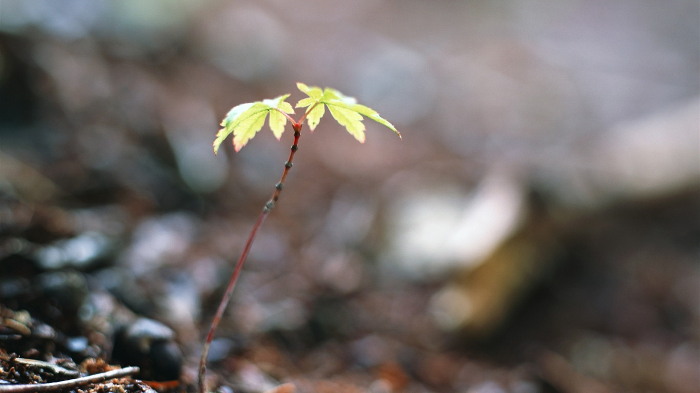 清新的绿芽特写壁纸5 - 1366x768