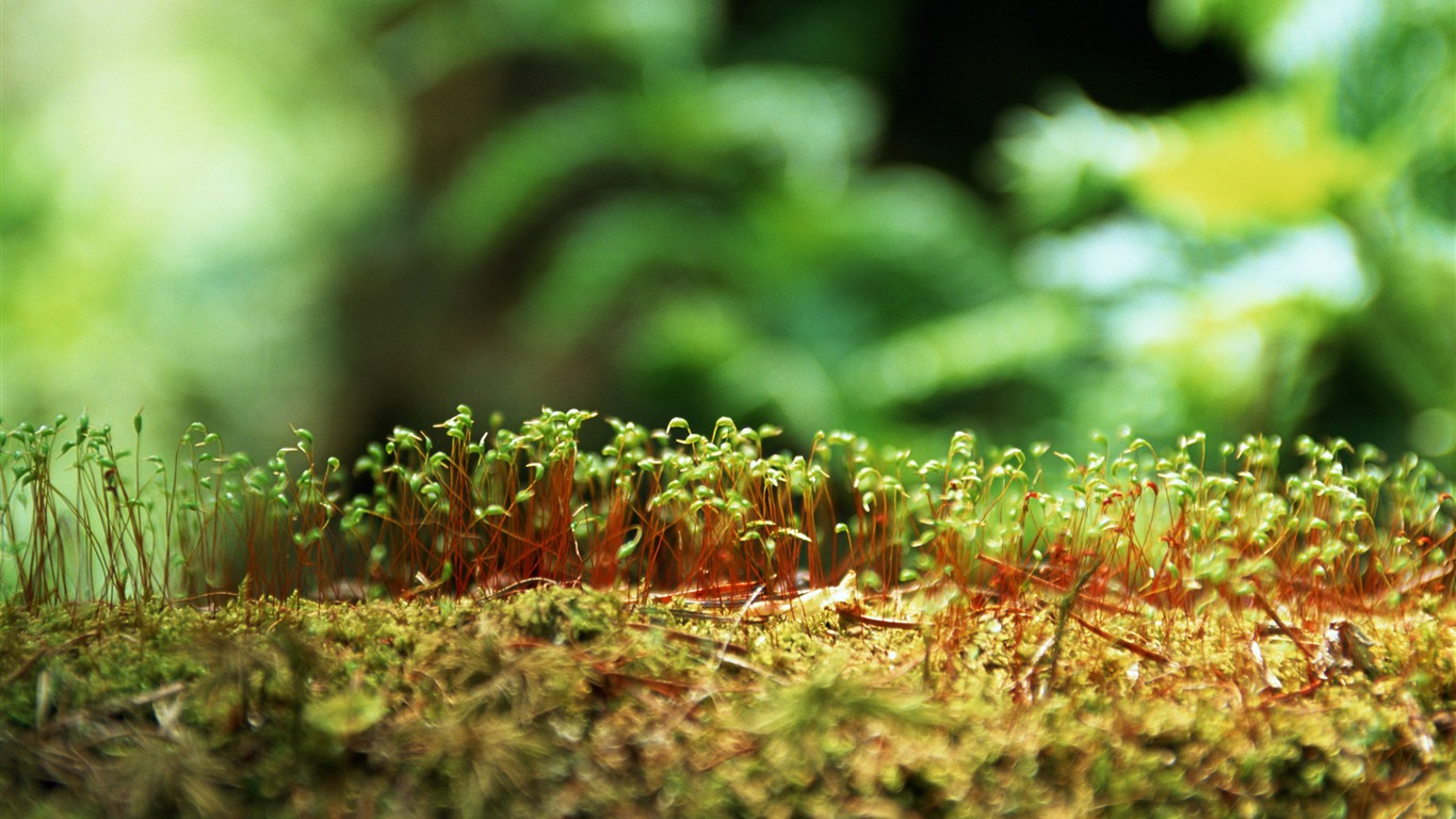 The fresh green shoots close-up wallpaper #11 - 1366x768