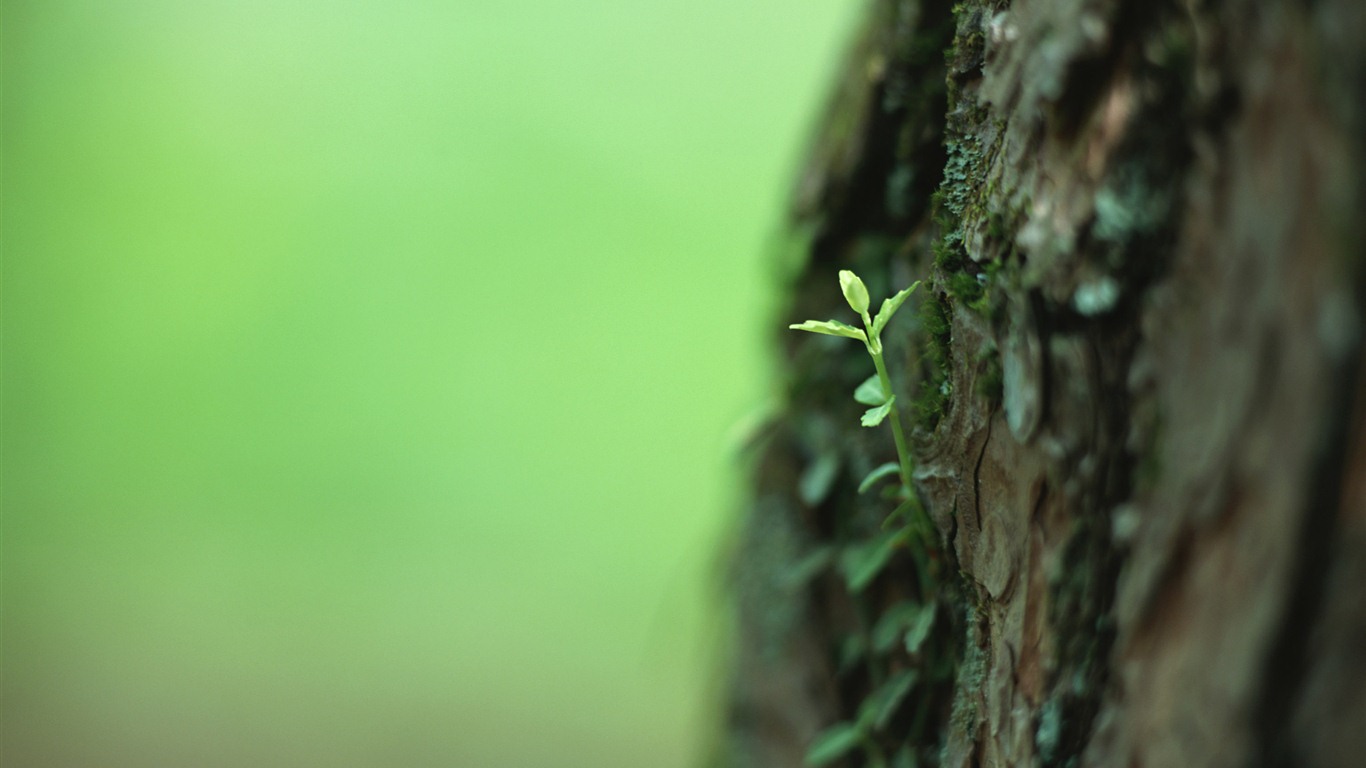 The fresh green shoots close-up wallpaper #12 - 1366x768