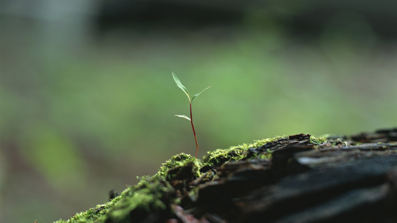 The fresh green shoots close-up wallpaper #13 - 1366x768