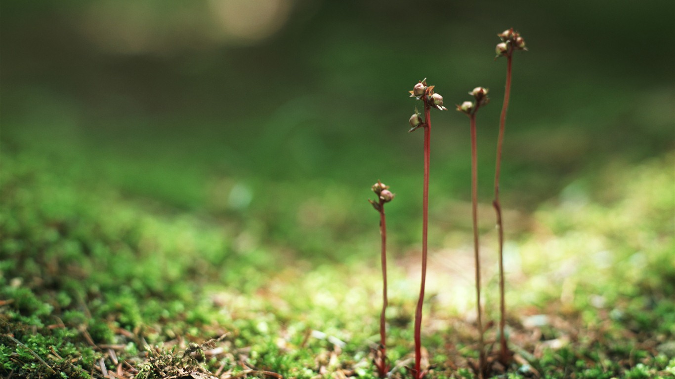 The fresh green shoots close-up wallpaper #14 - 1366x768