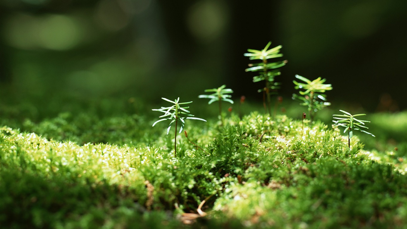 Los brotes verdes frescos de cerca fondo de pantalla #16 - 1366x768