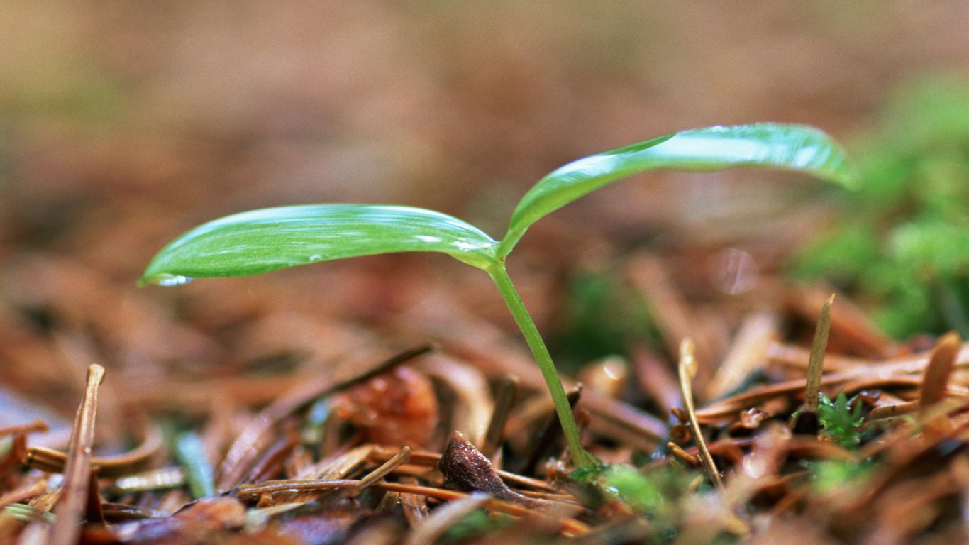 The fresh green shoots close-up wallpaper #18 - 1366x768