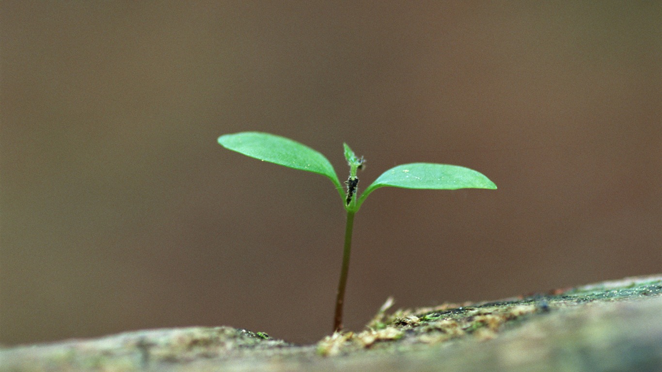 Los brotes verdes frescos de cerca fondo de pantalla #19 - 1366x768