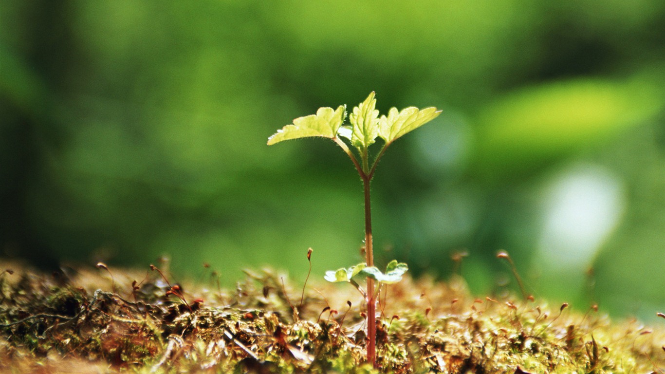 The fresh green shoots close-up wallpaper #20 - 1366x768