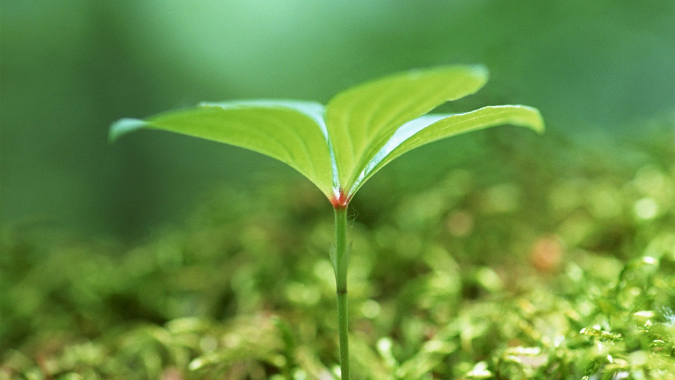 The fresh green shoots close-up wallpaper #21 - 1366x768