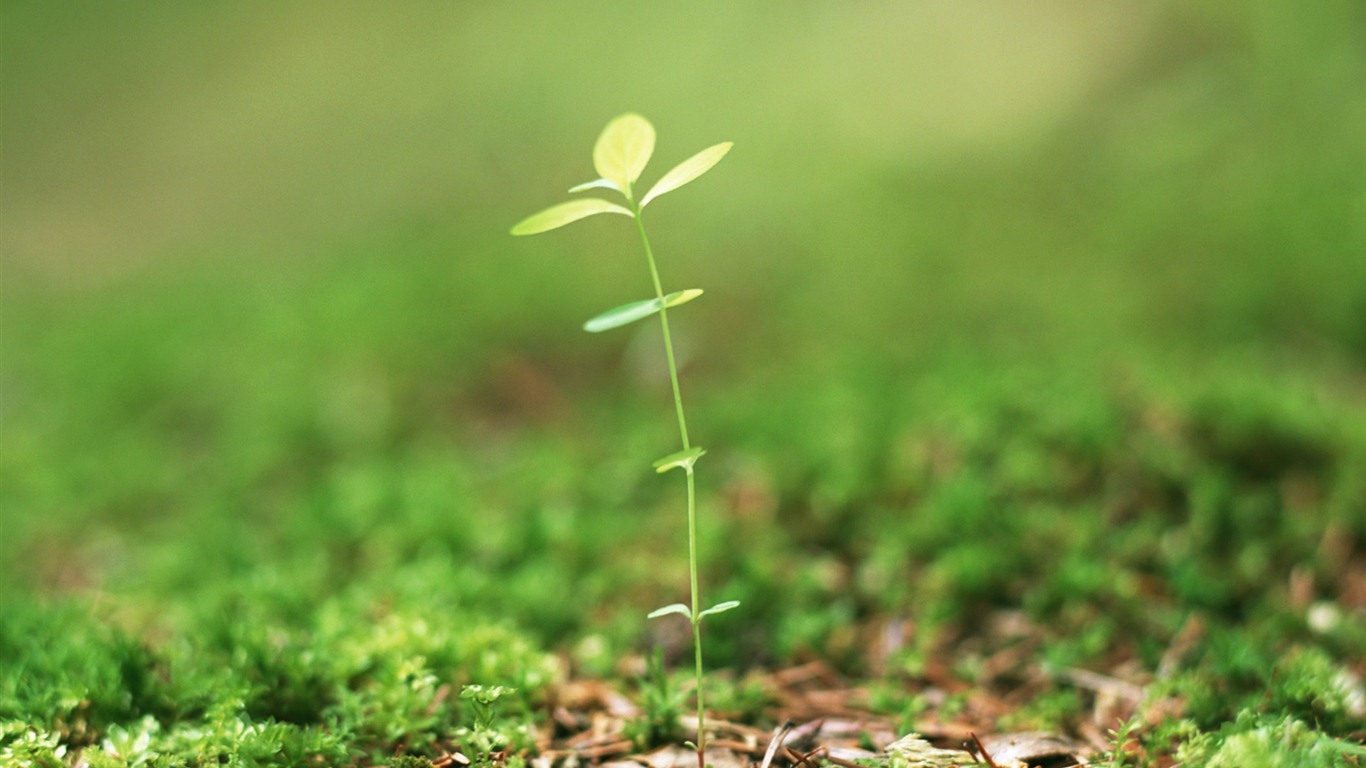 The fresh green shoots close-up wallpaper #23 - 1366x768