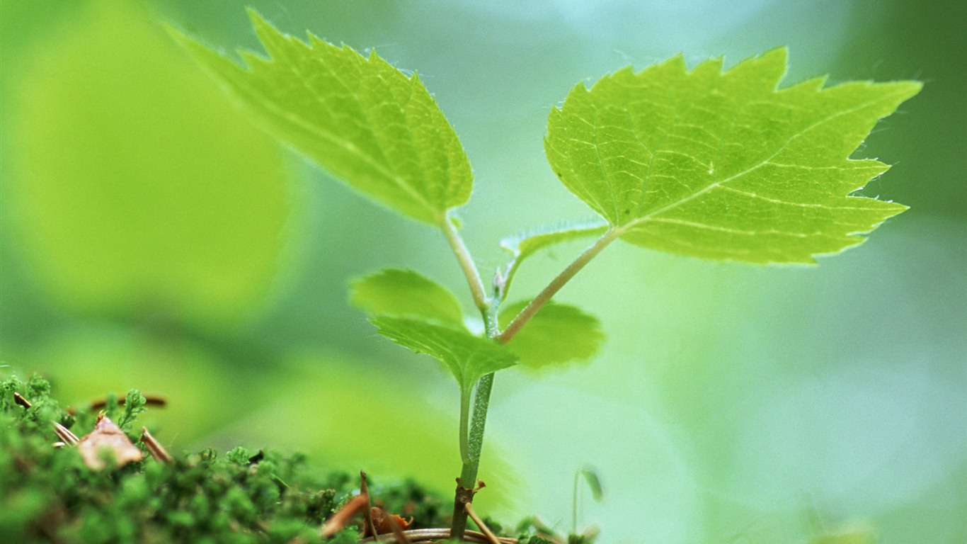 Los brotes verdes frescos de cerca fondo de pantalla #24 - 1366x768