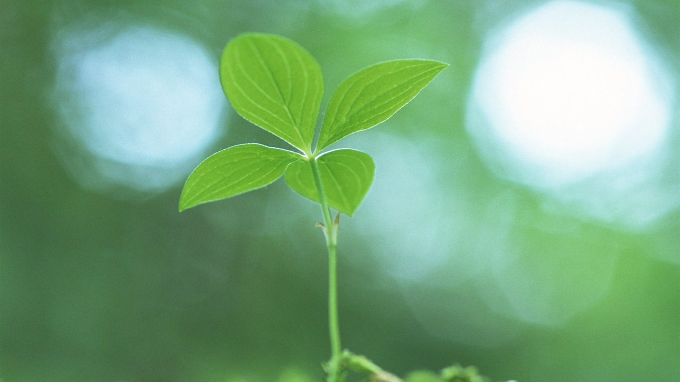 The fresh green shoots close-up wallpaper #25 - 1366x768