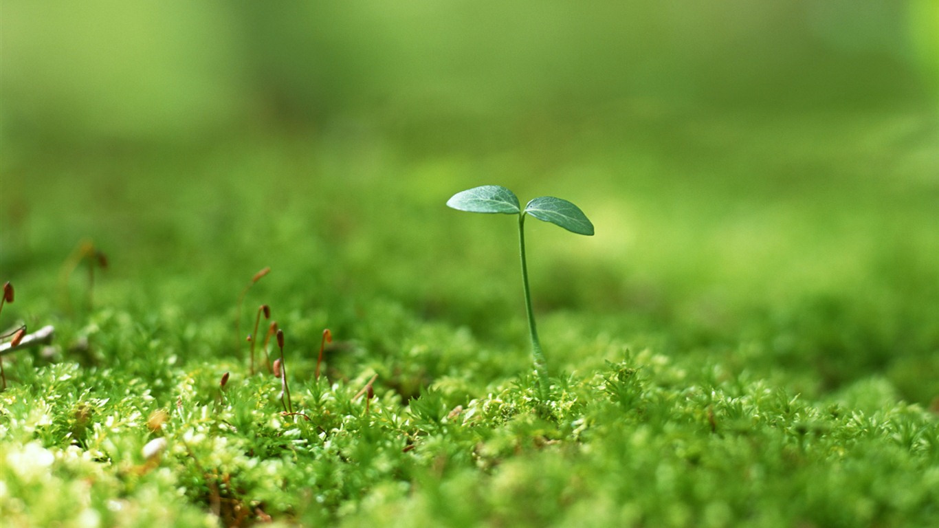 The fresh green shoots close-up wallpaper #26 - 1366x768