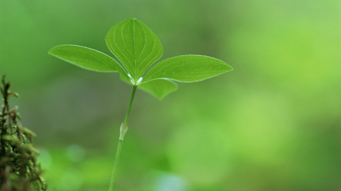 清新的绿芽特写壁纸27 - 1366x768