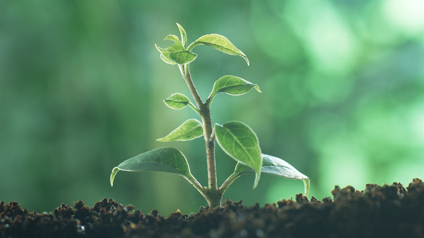 The fresh green shoots close-up wallpaper #28 - 1366x768