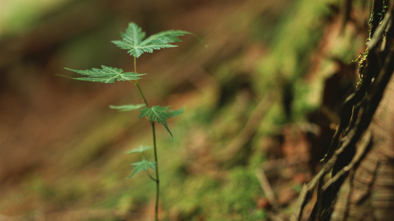 The fresh green shoots close-up wallpaper #30 - 1366x768