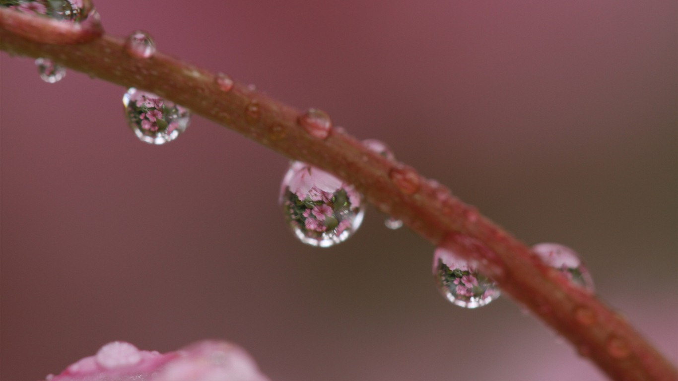 Windows 7 壁紙：花園微距 #2 - 1366x768