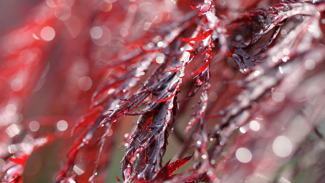 Windows 7 Wallpapers: Garden Macros #4 - 1366x768