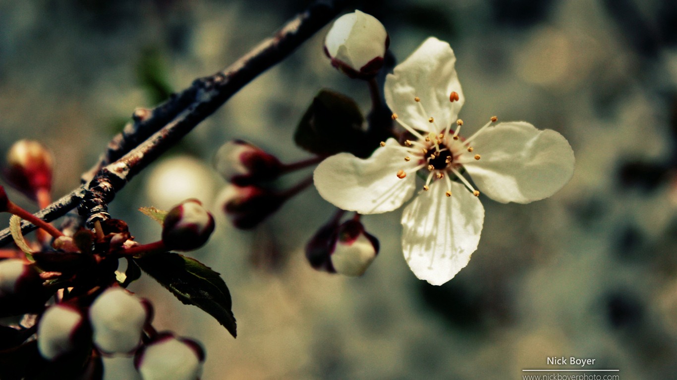 Windows 7 壁紙：花園四季 #3 - 1366x768