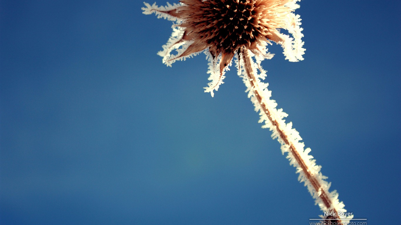 Windows 7 壁紙：花園四季 #10 - 1366x768