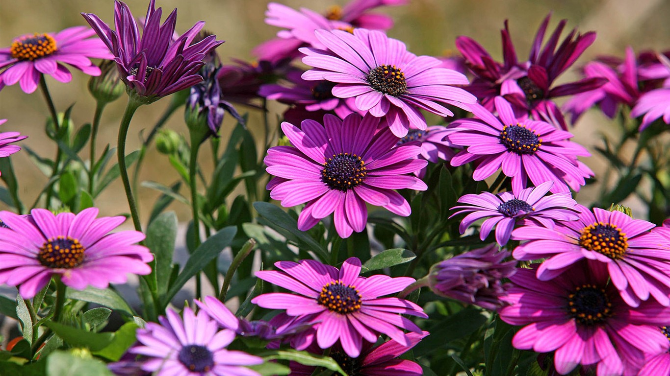 Hermosas flores de caléndula fondos de pantalla #1 - 1366x768