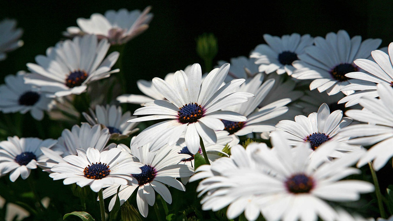 Hermosas flores de caléndula fondos de pantalla #3 - 1366x768