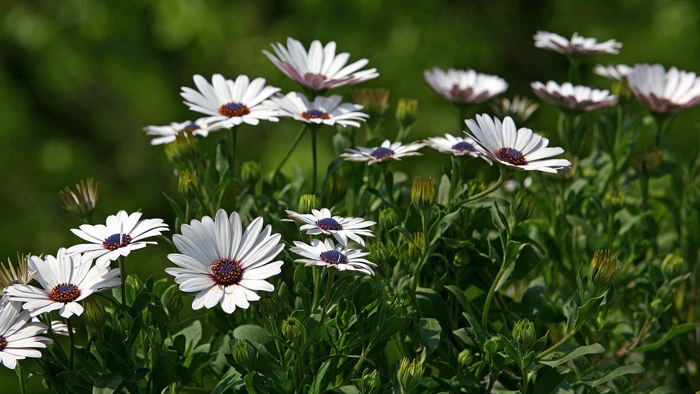 Hermosas flores de caléndula fondos de pantalla #4 - 1366x768