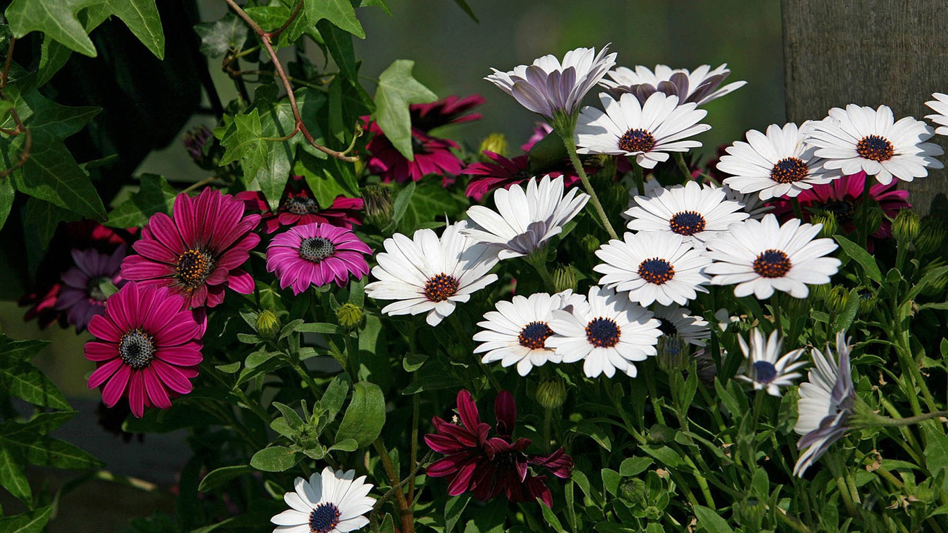 아름다운 꽃 골드 배경 화면 #5 - 1366x768