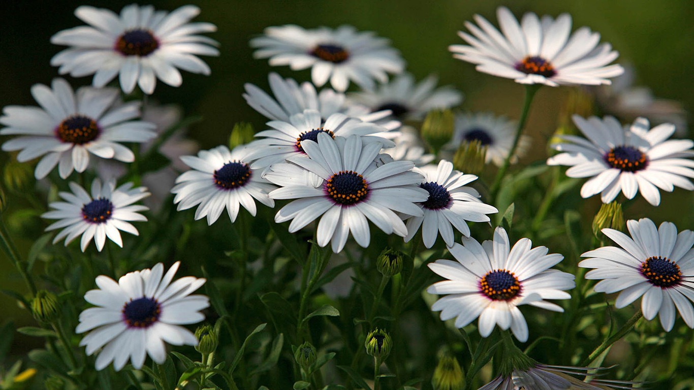 Beautiful flowers marigold wallpapers #6 - 1366x768