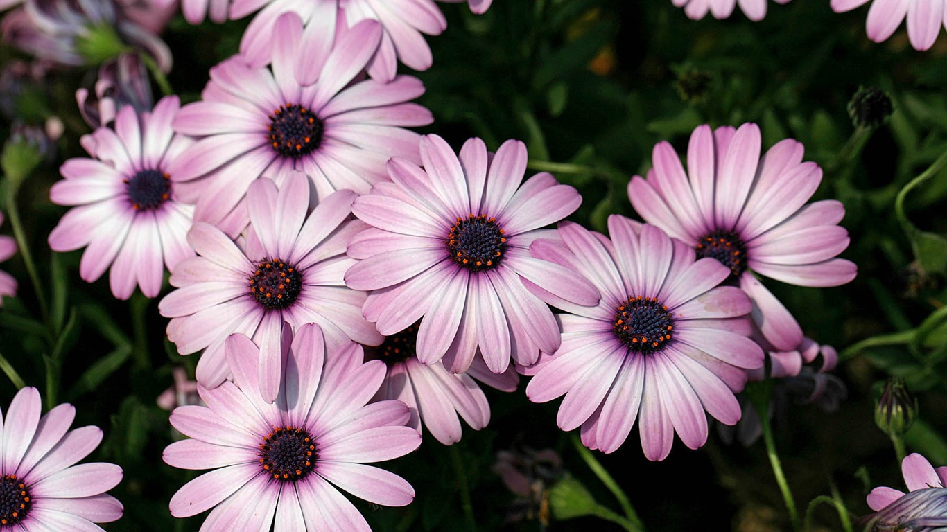 Hermosas flores de caléndula fondos de pantalla #7 - 1366x768