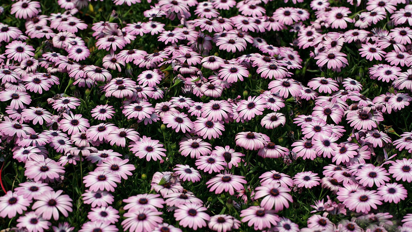 Hermosas flores de caléndula fondos de pantalla #8 - 1366x768