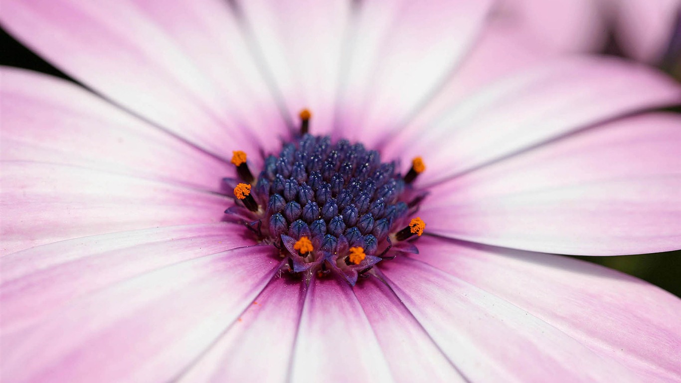 Hermosas flores de caléndula fondos de pantalla #10 - 1366x768