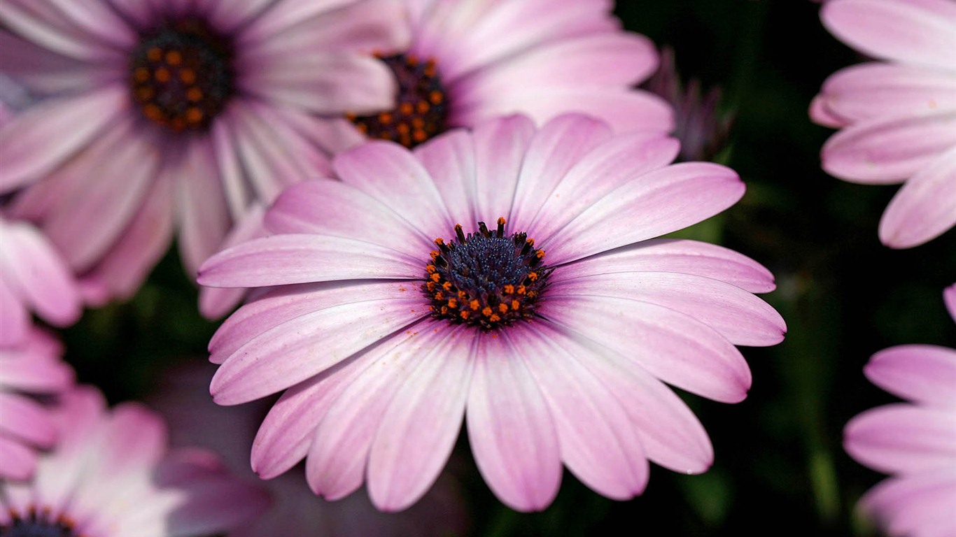 아름다운 꽃 골드 배경 화면 #11 - 1366x768