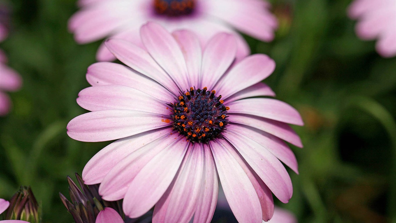 Hermosas flores de caléndula fondos de pantalla #12 - 1366x768