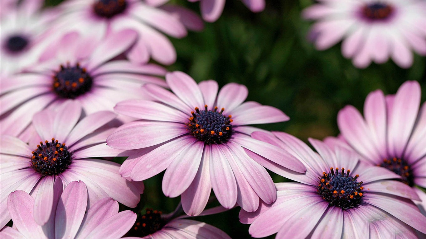 Hermosas flores de caléndula fondos de pantalla #14 - 1366x768