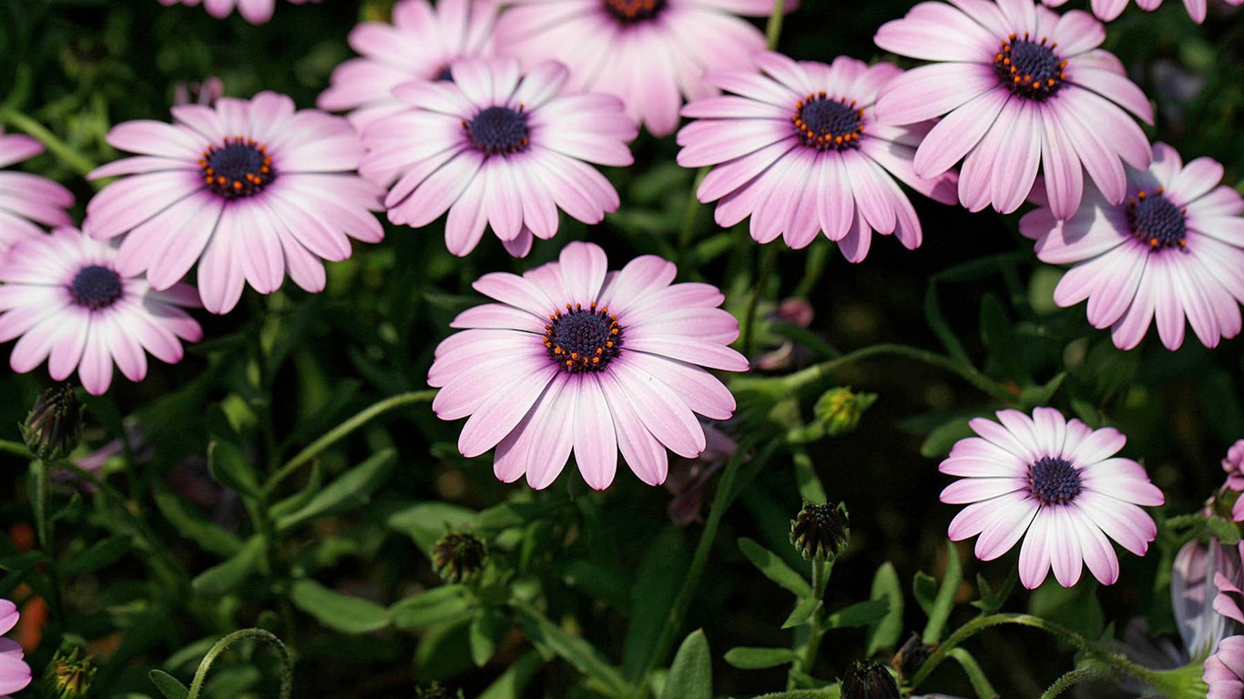 Hermosas flores de caléndula fondos de pantalla #15 - 1366x768