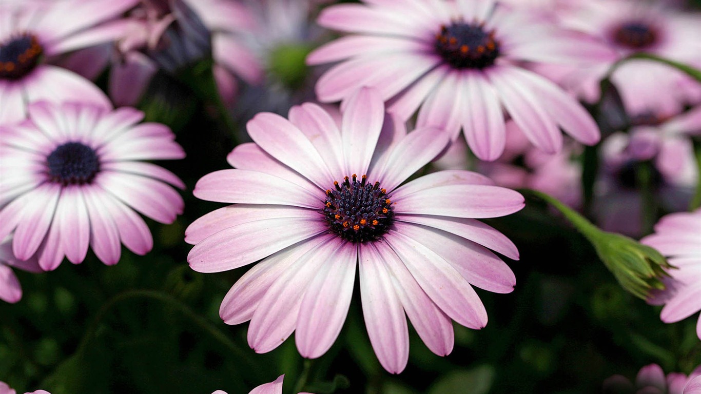 Hermosas flores de caléndula fondos de pantalla #16 - 1366x768