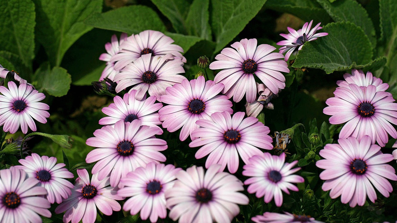 Hermosas flores de caléndula fondos de pantalla #17 - 1366x768