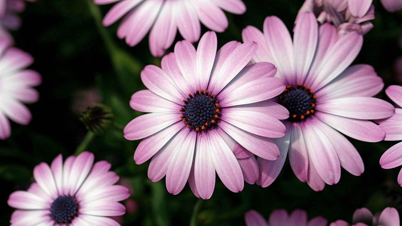 Beaux fonds d'écran fleurs de souci #20 - 1366x768