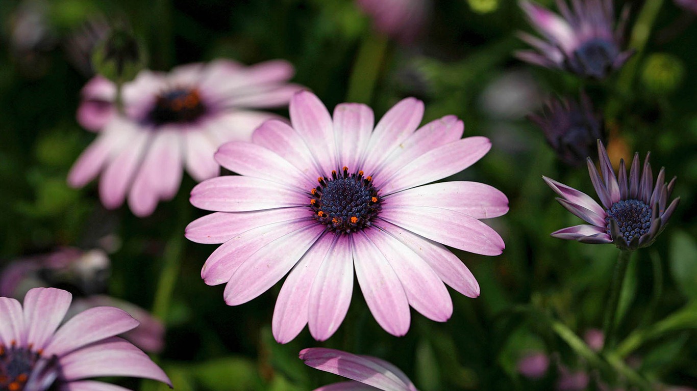 Hermosas flores de caléndula fondos de pantalla #21 - 1366x768