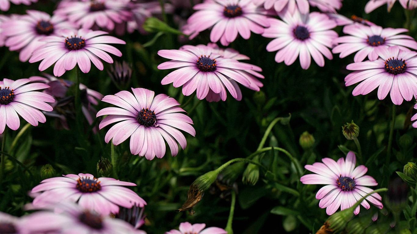 Hermosas flores de caléndula fondos de pantalla #22 - 1366x768