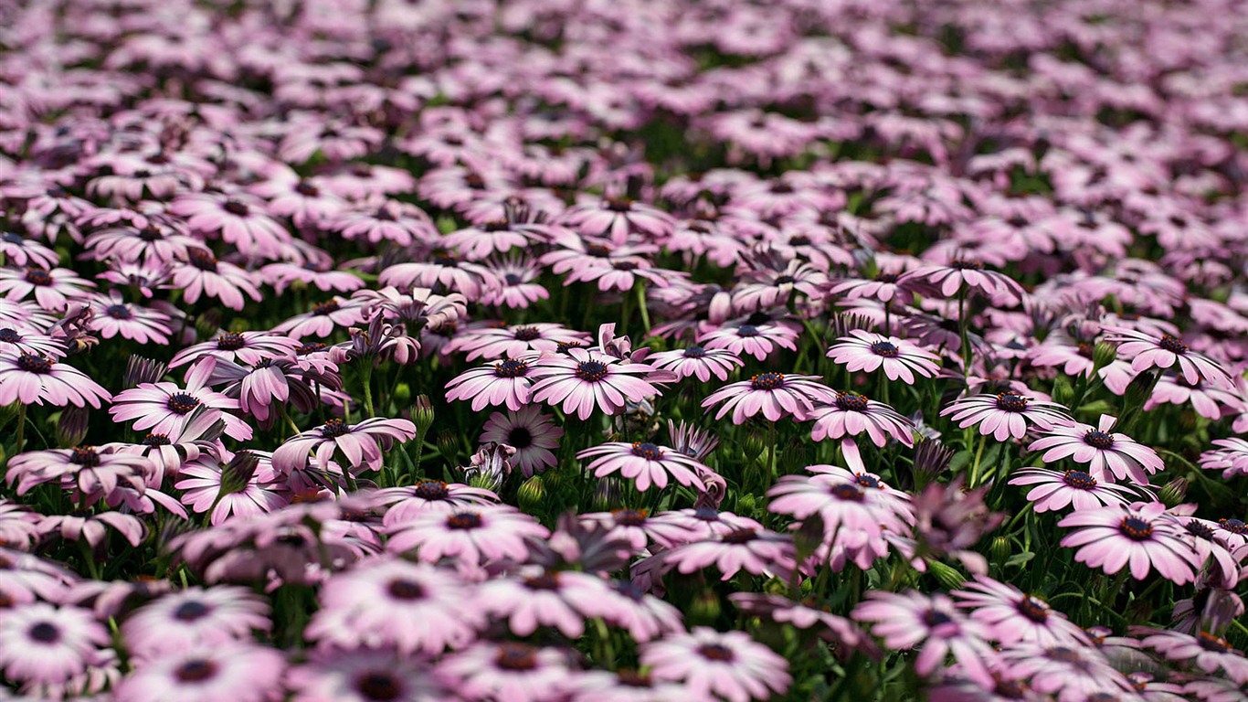 Krásné květiny měsíčku lékařského na plochu #23 - 1366x768