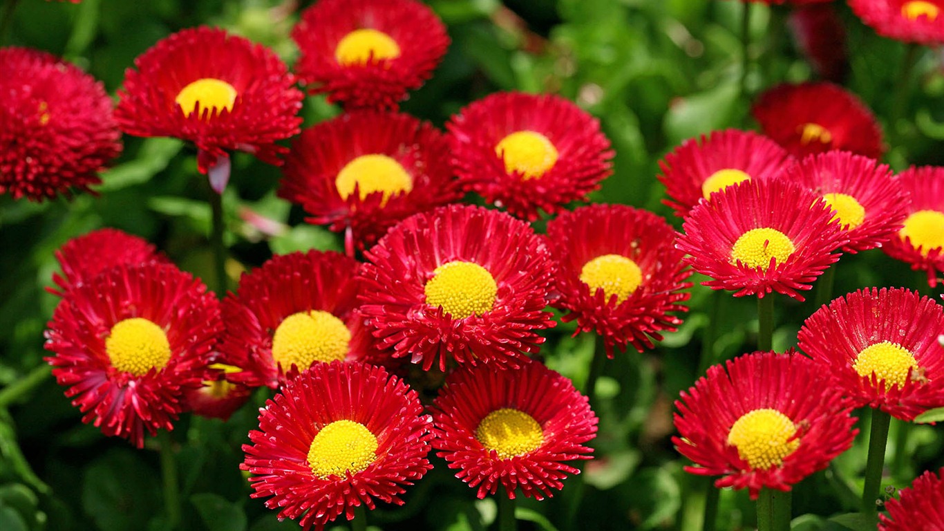 雏菊鲜花特写 高清壁纸1 - 1366x768