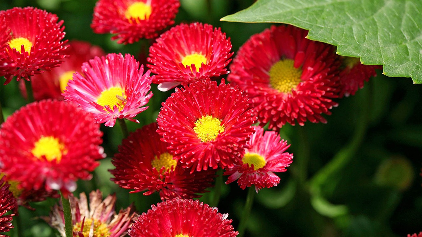 雏菊鲜花特写 高清壁纸2 - 1366x768