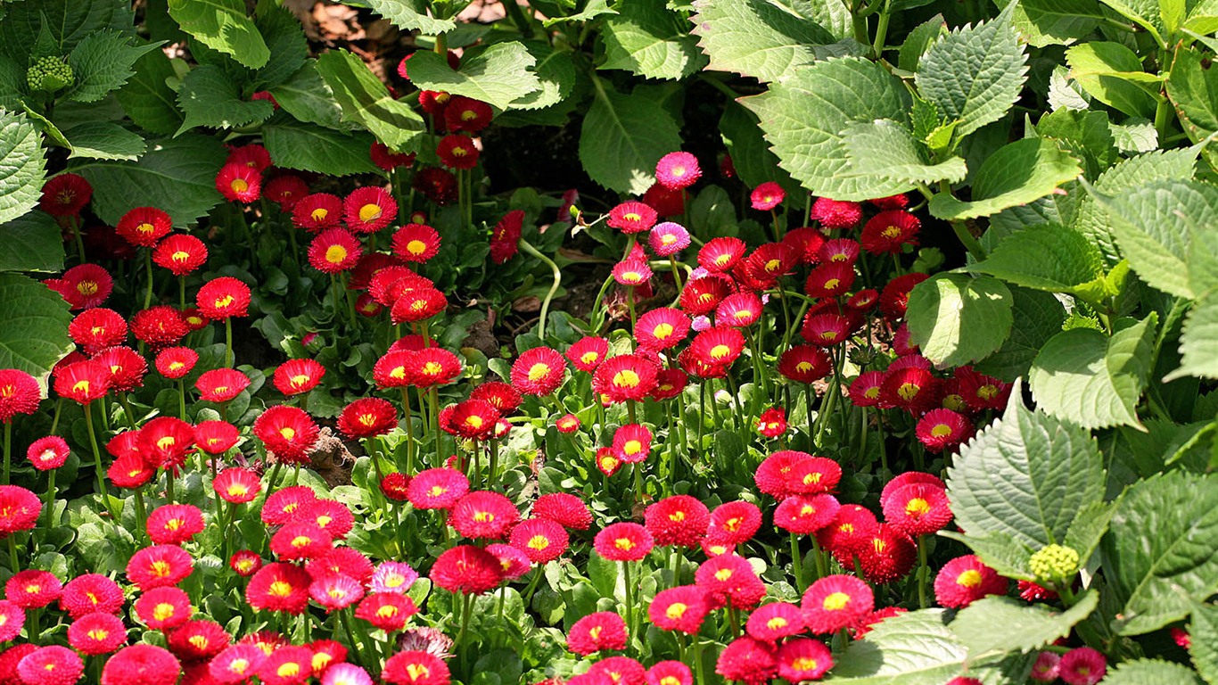 雏菊鲜花特写 高清壁纸3 - 1366x768