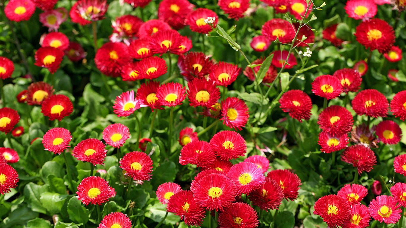 雏菊鲜花特写 高清壁纸4 - 1366x768