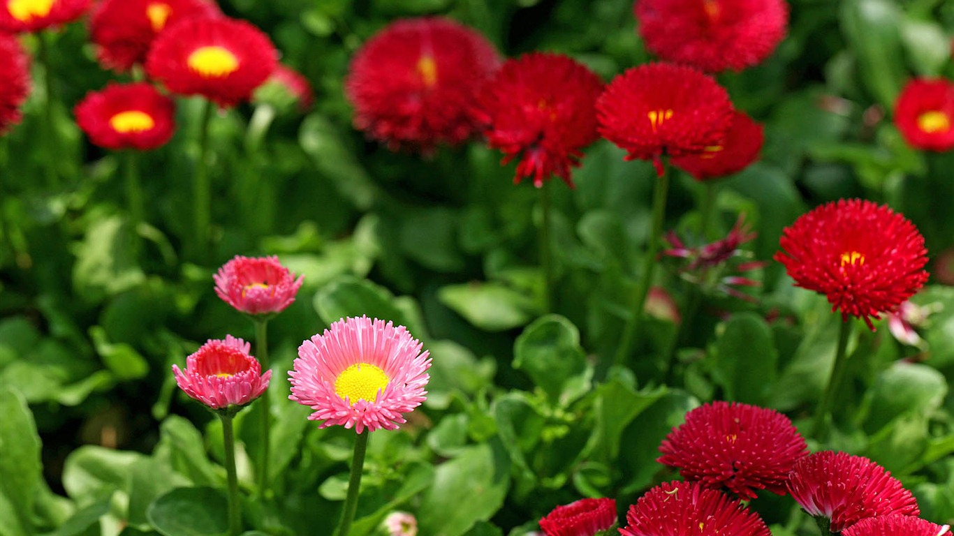 雏菊鲜花特写 高清壁纸5 - 1366x768